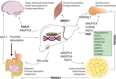 Frontiers | New insights into the inter-organ crosstalk mediated